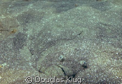Flat Camoflouge. A large halibut waits for prey while bur... by Douglas Klug 